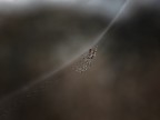 Spyder