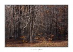 Autumn soul