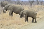Elefanti al Kruger National Park- SA