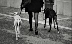 Legs