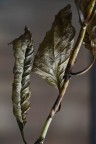 Foglie d'Autunno