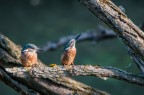 Valle millecampi, copia di martin pescatore nel loro ambiente