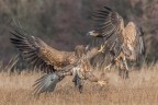 Scaramuccie tra giovani aquile di mare coda bianca.
Altro scatto del recente viaggio in Polonia.
Commenti e giudizi sempre ben accolti.
Un saluto