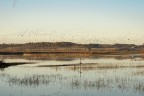 La meravigliosa oasi del padule di Fucecchio (FI)