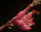 Fiore di pesco