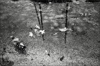 Autunno  img.031