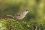 Occhiocotto femmina