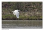 Garzetta in volo
