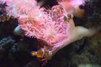 Acquario di Cattolica