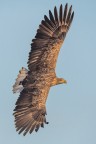 Aquila di mare coda bianca.
Ecco un'altra immagine di un sontuoso soggetto adulto che vira e mostra tutta la sua splendida livrea.
Commenti e critiche graditissimi