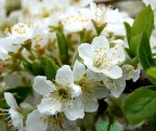 ...in fiore