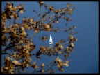 tra le foglie