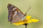 Apatura ilia