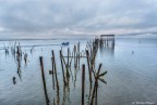 Carrasqueira - Portugal