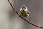 Cyanistes caeruleus
Critiche e commenti sono graditi.
M0977