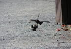 danza in volo per amore