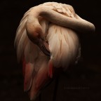 Fenicottero rosa