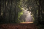 il respiro del bosco.....