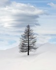 Larice solitario