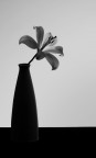 Chiaroscuro