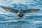 Un controluce di questa specie che ha l'abitudine di sfrecciare a pelo d'acqua a grande velocit.
Scatto realizzato durante un pelagic trip nelle acque antistanti il porto di Siracusa.
Commenti e critiche sempre graditissimi