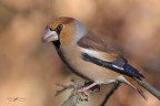 Frosone_DSC4576