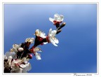 Primavera!