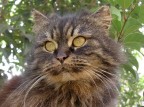 Gattone