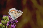 Licenide su fiore
