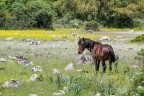 il cavallino