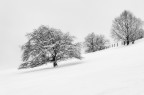 Magico Inverno