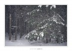 Lady of the snow