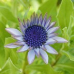 Fiore