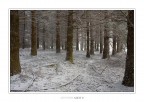 Lost in the woods