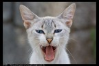 Sbadiglio di una gatta dai meravigliosi occhi blu