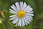 Macro