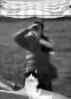 gatti e paparazzi