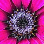 Macro