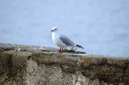 Realizzata con: NikonD70 / Obb.: 70-300 / Lung.Foc.: 300mm / f/5.6 / Tempo: 1/400 sec

Commenti ben accetti!