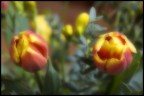 Tulipani Tulipani
