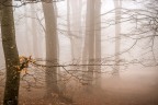ultime foglie 2