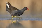 Gallinella d'H2O