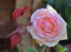 Rosa 2