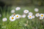 E' primavera