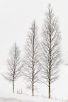 Alberi....