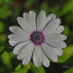 Macro