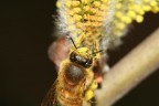 350 d .100 canon macro 2.8 f/10 1/200 flash della macchina iso 100 mano libera