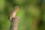 torcicollo