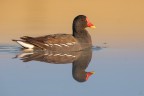 ..gallinella d'acqua..
