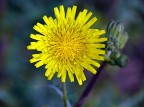 *** Giallo nel blola ***